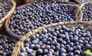 bacche di acai