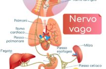 Il Nervo Vago: Come Attivarlo per Ridurre lo Stress Istantaneamente