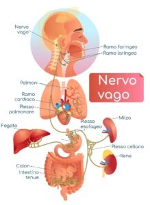 Il Nervo Vago: Come Attivarlo per Ridurre lo Stress Istantaneamente