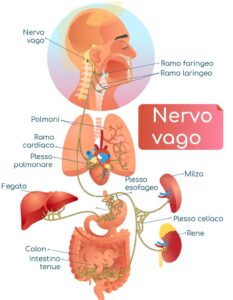 Il Nervo Vago: Come Attivarlo per Ridurre lo Stress Istantaneamente