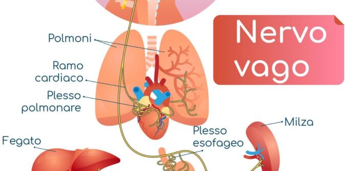 Il Nervo Vago: Come Attivarlo per Ridurre lo Stress Istantaneamente