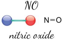 L’Ossido Nitrico: Come Aumentarlo per la Salute Cardiovascolare