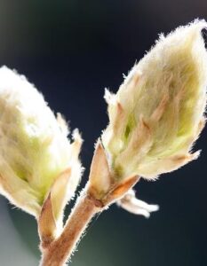Il Ruolo della Glicina nel Sonno Profondo e nella Salute della Pelle