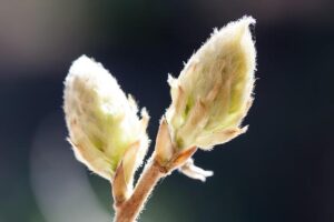 Il Ruolo della Glicina nel Sonno Profondo e nella Salute della Pelle