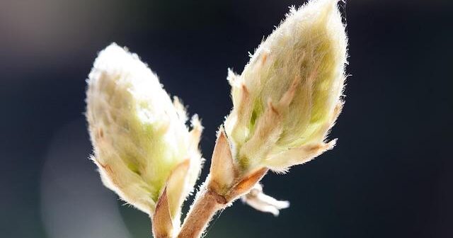 Il Ruolo della Glicina nel Sonno Profondo e nella Salute della Pelle