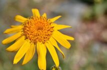 L’Arnica Montana: Oltre le Contusioni. Usi e Proprietà Nascoste