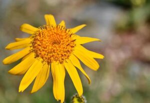 L’Arnica Montana: Oltre le Contusioni. Usi e Proprietà Nascoste