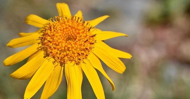 L’Arnica Montana: Oltre le Contusioni. Usi e Proprietà Nascoste
