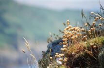 L’Importanza del Rame nella Dieta: Funzioni, Fonti e Carenze