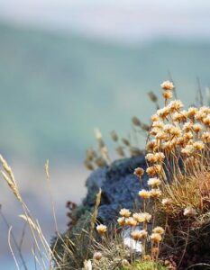 L’Importanza del Rame nella Dieta: Funzioni, Fonti e Carenze