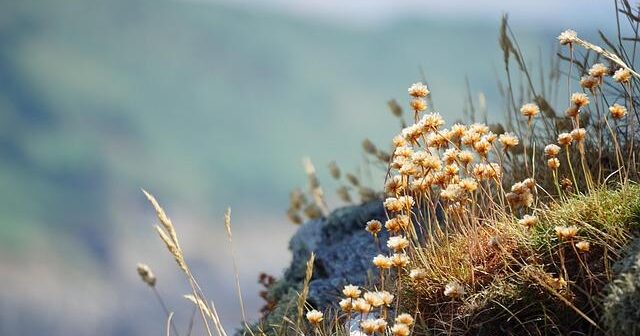 L’Importanza del Rame nella Dieta: Funzioni, Fonti e Carenze