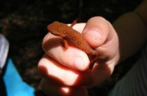 EFT Tapping: La Tecnica di Digitopressione per Gestire l’Ansia