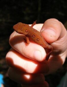EFT Tapping: La Tecnica di Digitopressione per Gestire l’Ansia