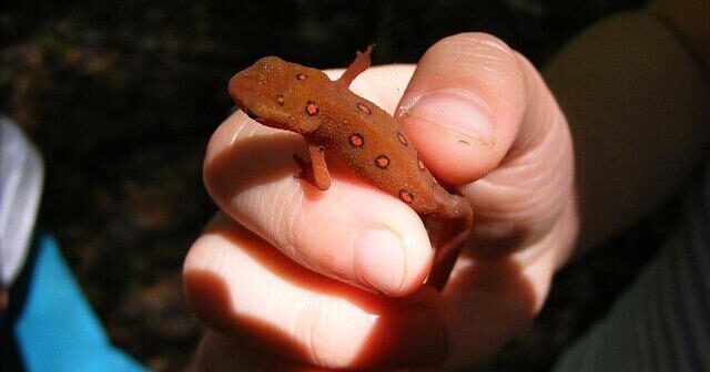 EFT Tapping: La Tecnica di Digitopressione per Gestire l’Ansia