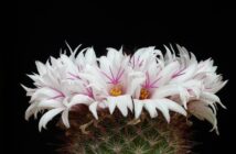 La Candida Albicans: Come Riconoscerla e Combatterla Naturalmente