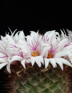 La Candida Albicans: Come Riconoscerla e Combatterla Naturalmente