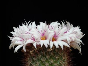 La Candida Albicans: Come Riconoscerla e Combatterla Naturalmente