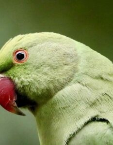 La Tecnica Alexander: Riscoprire il Movimento Naturale del Corpo