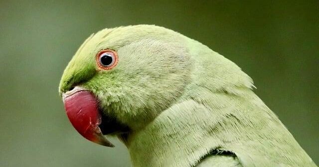 La Tecnica Alexander: Riscoprire il Movimento Naturale del Corpo