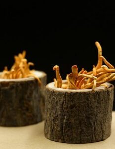 Funghi Medicinali: Reishi, Cordyceps e Lion’s Mane a Confronto