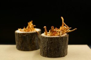 Funghi Medicinali: Reishi, Cordyceps e Lion’s Mane a Confronto