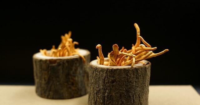 Funghi Medicinali: Reishi, Cordyceps e Lion’s Mane a Confronto