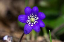 Steatosi Epatica (Fegato Grasso): La Dieta per Farla Regredire