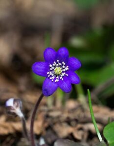 Steatosi Epatica (Fegato Grasso): La Dieta per Farla Regredire