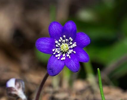 Steatosi Epatica (Fegato Grasso): La Dieta per Farla Regredire