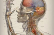 Bioenergetica di Lowen: sciogliere le armature muscolari ed emotive