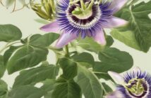 Fitoterapia per l’Ansia: l’efficacia di Passiflora e Valeriana