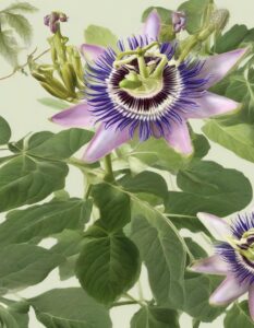 Fitoterapia per l’Ansia: l’efficacia di Passiflora e Valeriana