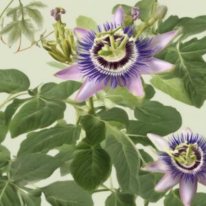 Fitoterapia per l’Ansia: l’efficacia di Passiflora e Valeriana